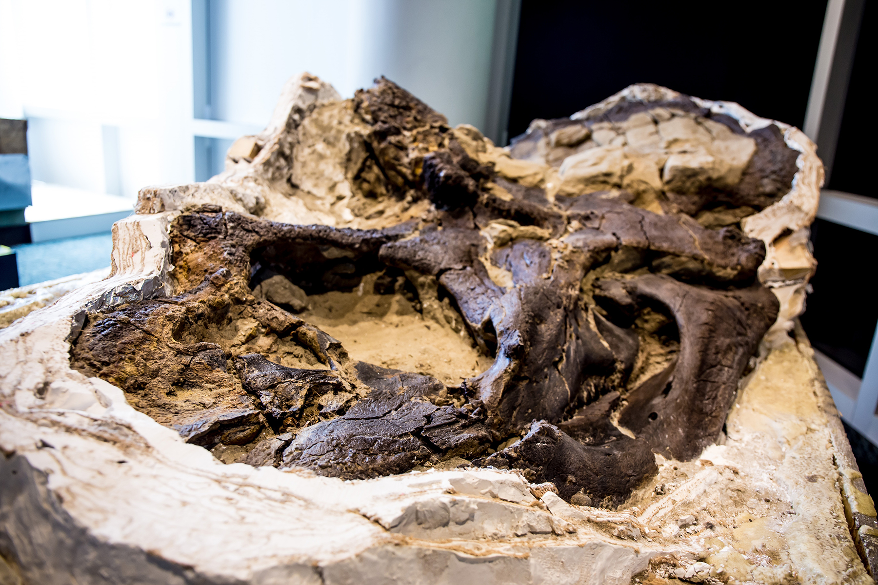 North Carolina museum strengthened for 'Dueling Dinosaurs' | ASCE