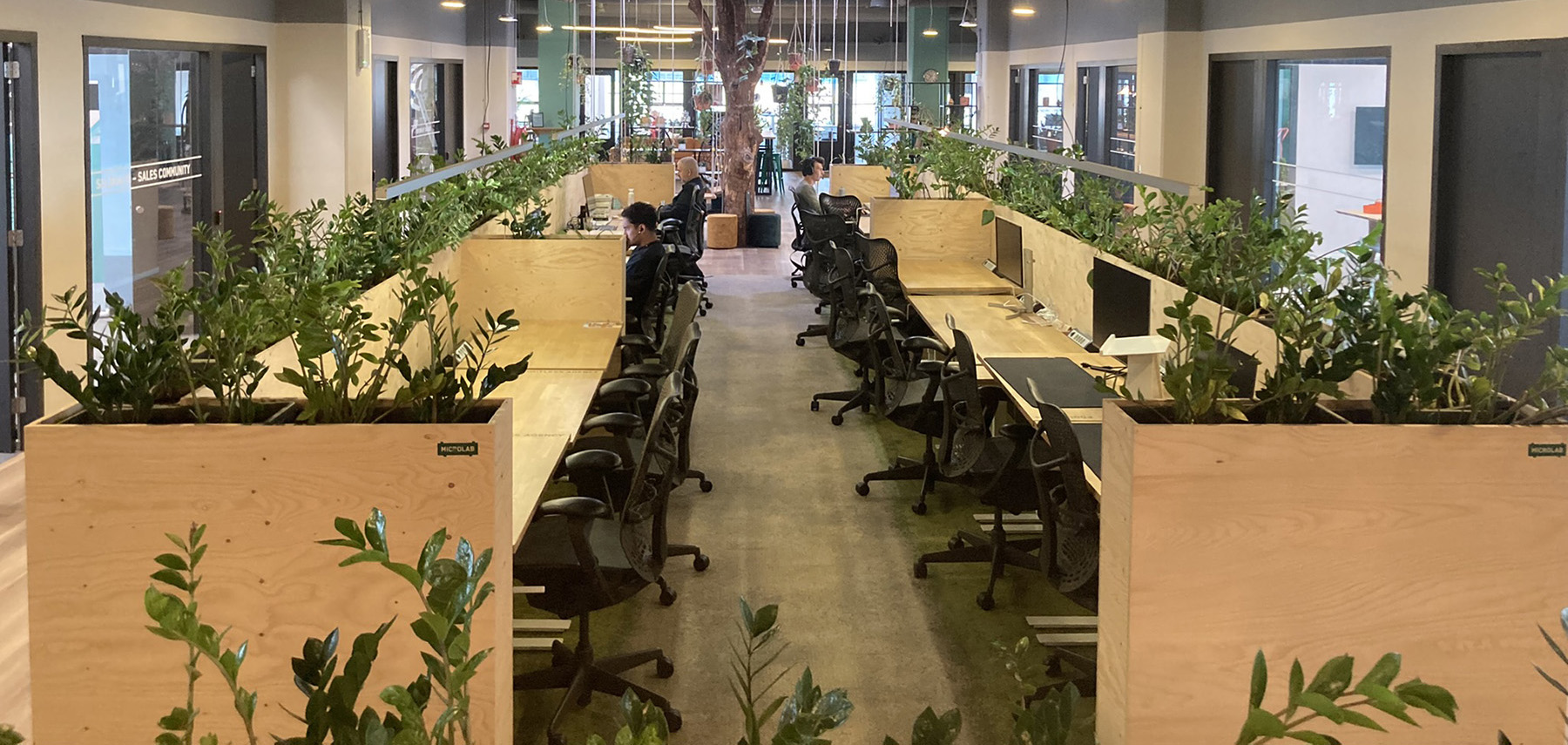 In an office, numerous plants line the backs of workstations. 