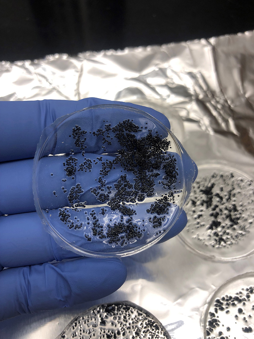 A hand in a blue glove holds a clear, round petri dish. Inside the petri dish is a sample of black contaminant. 