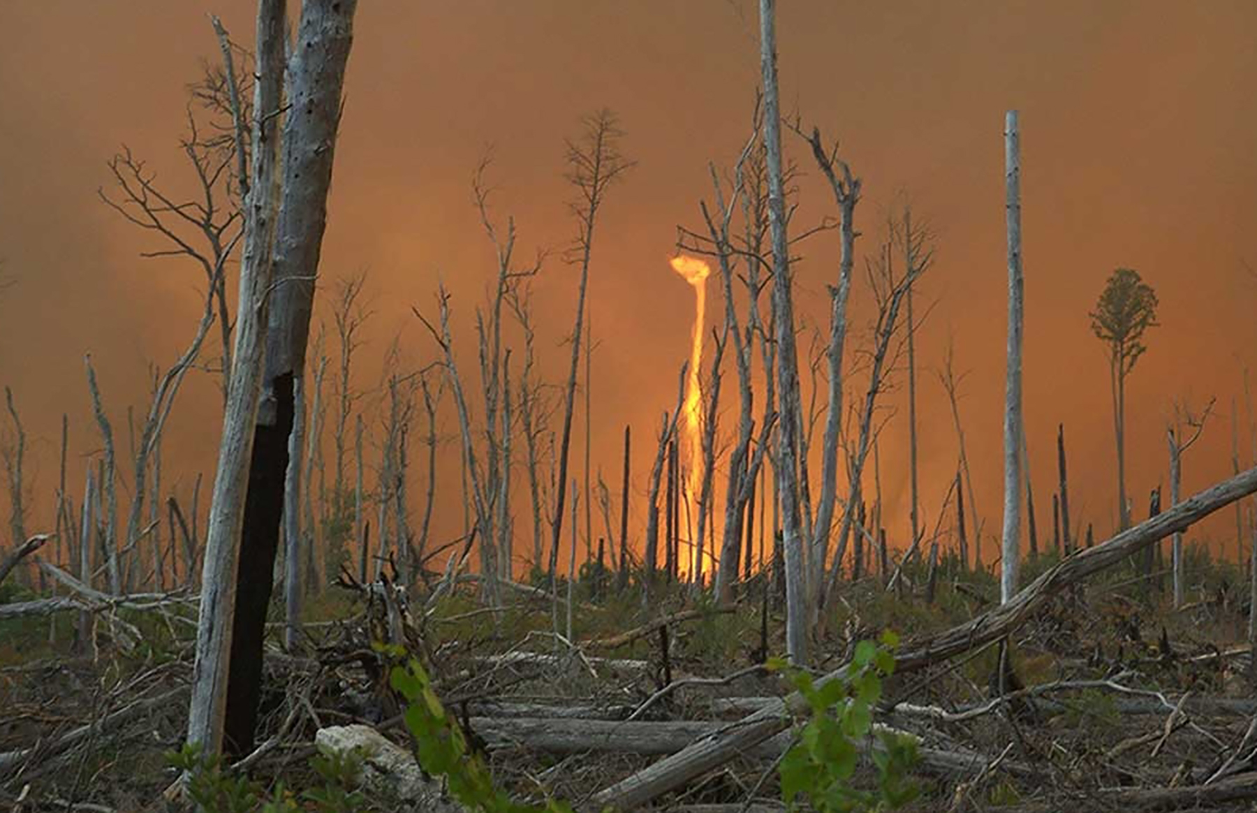 a fire whirl pictured behind various trees