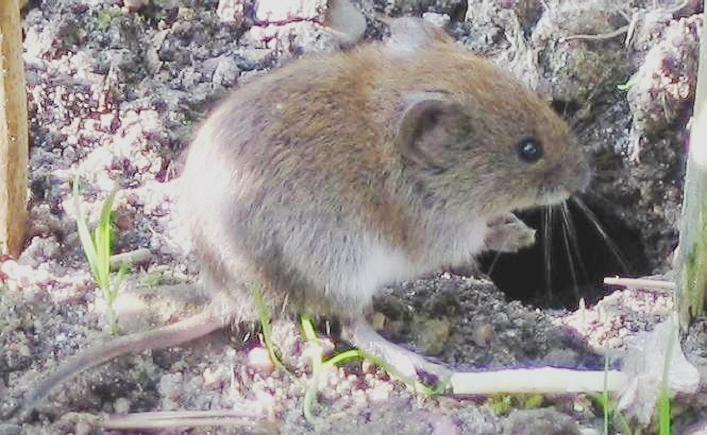 photo of a vole