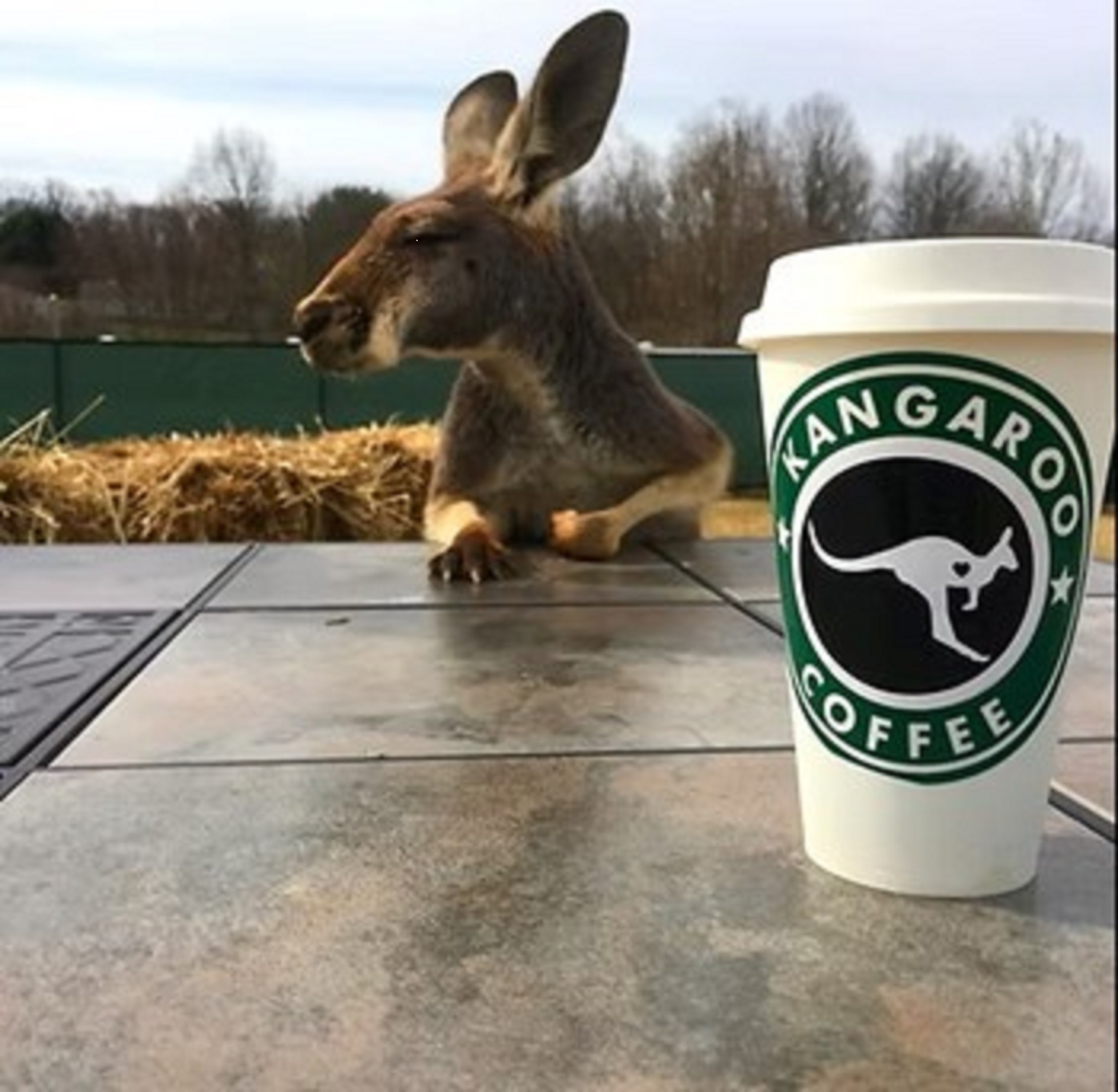 photo of a kangaroo with coffee